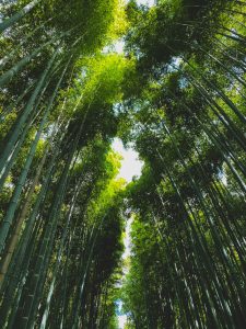 environment trees